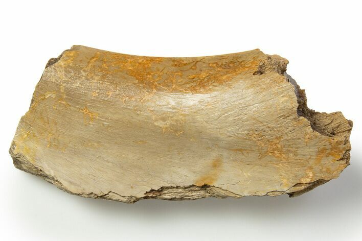 Fossil Tyrannosaur (T rex) Rib Bone Section - Wyoming #314029